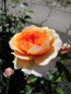 Preview: Englische Rose Port Sunlight2